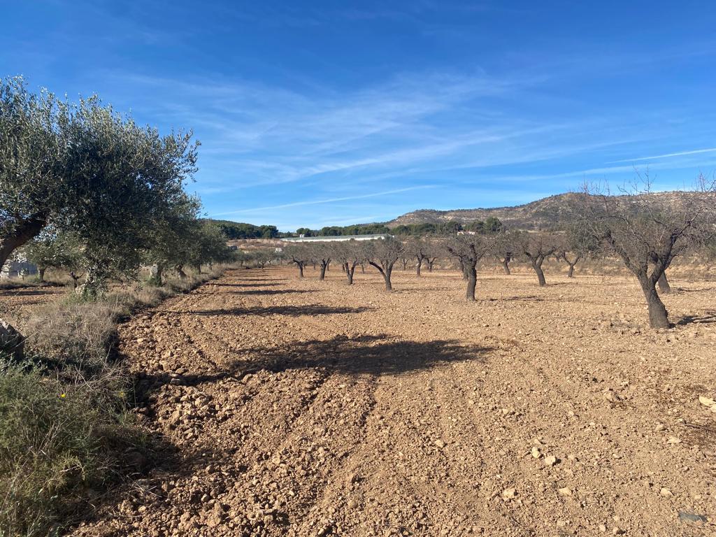  Tierra en zona 